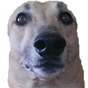 viktor_greyhound_dog